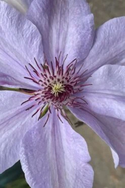 Bernadine Clematis - 1 Gallon Pot -Garden Plant Store clematis bernadine 8