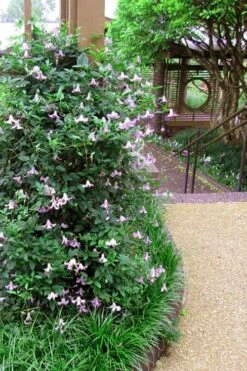 Betty Corning Clematis - 1 Gallon Pot 11 Betty Corning Clematis - 1 Gallon Pot -Garden Plant Store clematis betty corning 6