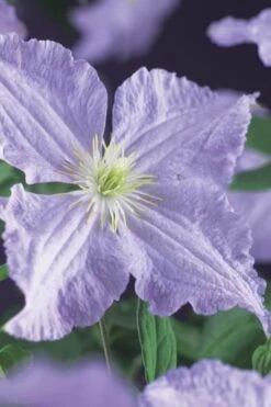 Blue Angel Clematis - 1 Gallon Pot -Garden Plant Store clematis blue angel 2