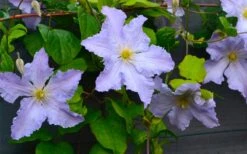 Blue Angel Clematis - 1 Gallon Pot -Garden Plant Store clematis blue angel 5