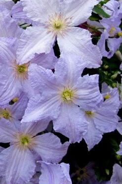 Blue Angel Clematis - 1 Gallon Pot -Garden Plant Store clematis blue angel 6
