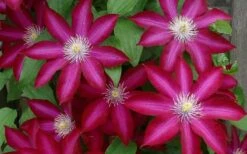 Bourbon Clematis - 1 Gallon Pot -Garden Plant Store clematis bourbon 4