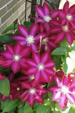 Bourbon Clematis - 1 Gallon Pot -Garden Plant Store clematis bourbon 8