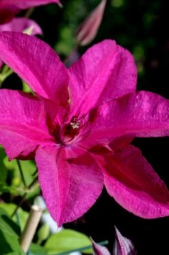 Cardinal Wyszynski Clematis - 1 Gallon Pot -Garden Plant Store clematis cardinal wyszynski 10