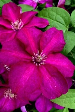 Cardinal Wyszynski Clematis - 1 Gallon Pot -Garden Plant Store clematis cardinal wyszynski 11