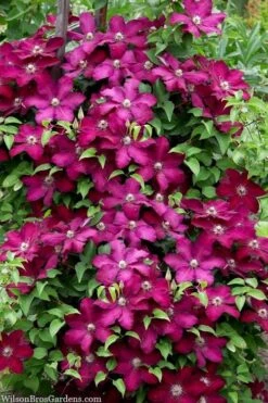 Cardinal Wyszynski Clematis - 1 Gallon Pot -Garden Plant Store clematis cardinal wyszynski 7