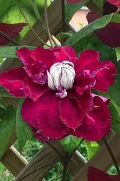 Charmaine Clematis - 1 Gallon Pot 13 Charmaine Clematis - 1 Gallon Pot -Garden Plant Store clematis charmaine 1