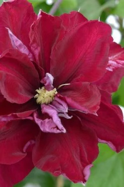 Charmaine Clematis - 1 Gallon Pot 11 Charmaine Clematis - 1 Gallon Pot -Garden Plant Store clematis charmaine 2