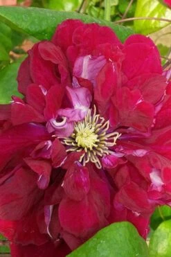 Charmaine Clematis - 1 Gallon Pot 12 Charmaine Clematis - 1 Gallon Pot -Garden Plant Store clematis charmaine 500x750 1