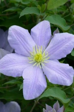 Chelsea Clematis - 1 Gallon Pot -Garden Plant Store clematis chelsea 1