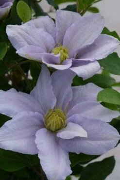 Chelsea Clematis - 1 Gallon Pot -Garden Plant Store clematis chelsea 3
