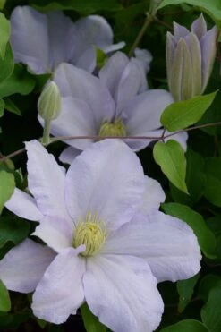 Chelsea Clematis - 1 Gallon Pot -Garden Plant Store clematis chelsea 4