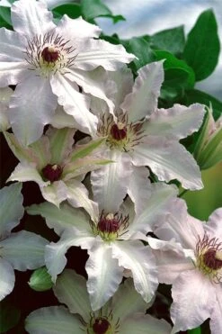 Clair De Lune Clematis - 1 Gallon Pot -Garden Plant Store clematis clair de june 2