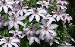 Clair De Lune Clematis - 1 Gallon Pot -Garden Plant Store clematis clair de june 4