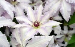 Clair De Lune Clematis - 1 Gallon Pot -Garden Plant Store clematis clair de june 6