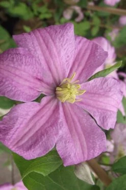 Comtesse De Bouchaud Clematis - 1 Gallon Pot -Garden Plant Store clematis comtesse de bouchaud 2