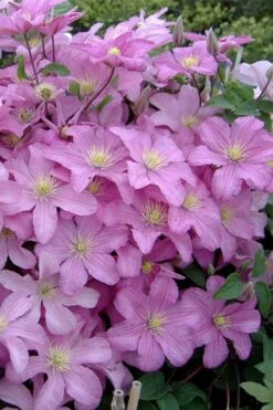 Comtesse De Bouchaud Clematis - 1 Gallon Pot -Garden Plant Store clematis comtesse de bouchaud 3