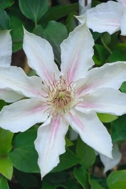 Corinne Clematis - 1 Gallon Pot 13 Corinne Clematis - 1 Gallon Pot -Garden Plant Store clematis corinne 14