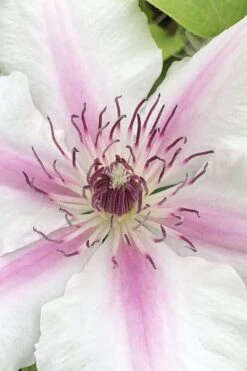 Corinne Clematis - 1 Gallon Pot 11 Corinne Clematis - 1 Gallon Pot -Garden Plant Store clematis corinne 15