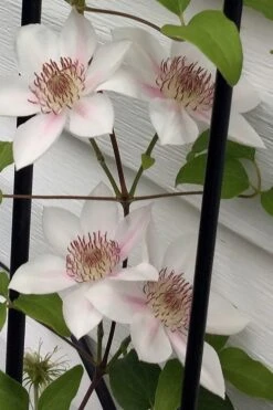 Corinne Clematis - 1 Gallon Pot 14 Corinne Clematis - 1 Gallon Pot -Garden Plant Store clematis corinne 17