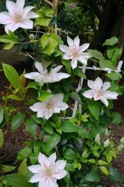 Corinne Clematis - 1 Gallon Pot 15 Corinne Clematis - 1 Gallon Pot -Garden Plant Store clematis corinne 18