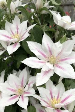 Corinne Clematis - 1 Gallon Pot 12 Corinne Clematis - 1 Gallon Pot -Garden Plant Store clematis corinne 2