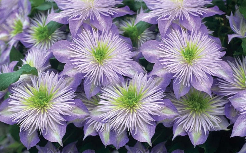 Crystal Fountain Clematis - 1 Gallon Pot 5 Crystal Fountain Clematis - 1 Gallon Pot - Image 5