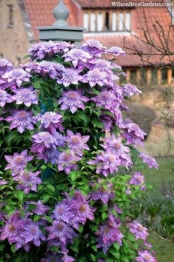 Crystal Fountain Clematis - 1 Gallon Pot 8 Crystal Fountain Clematis - 1 Gallon Pot -Garden Plant Store clematis crystal fountain 3