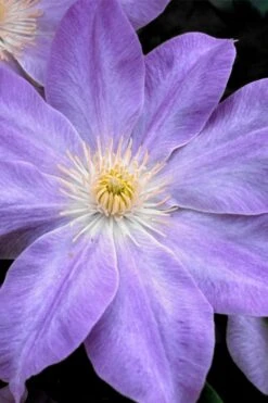 Diana's Delight Clematis - 1 Gallon Pot -Garden Plant Store clematis dianas delight 1
