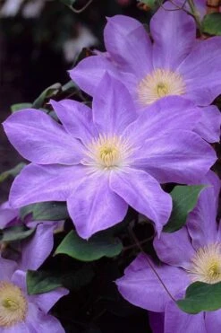 Diana's Delight Clematis - 1 Gallon Pot -Garden Plant Store clematis dianas delight 2