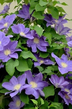 Diana's Delight Clematis - 1 Gallon Pot -Garden Plant Store clematis dianas delight 3