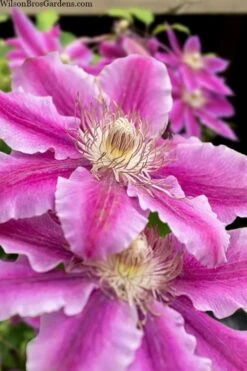 Dr. Ruppel Clematis - 1 Gallon Pot