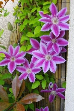 Dr. Ruppel Clematis - 1 Gallon Pot 21 Dr. Ruppel Clematis - 1 Gallon Pot -Garden Plant Store clematis dr ruppel 11