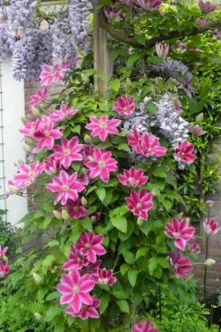 Dr. Ruppel Clematis - 1 Gallon Pot 15 Dr. Ruppel Clematis - 1 Gallon Pot -Garden Plant Store clematis dr ruppel 12