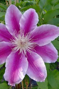 Dr. Ruppel Clematis - 1 Gallon Pot 19 Dr. Ruppel Clematis - 1 Gallon Pot -Garden Plant Store clematis dr ruppel 2