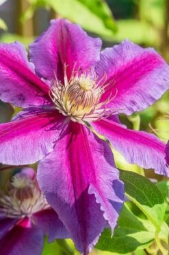 Dr. Ruppel Clematis - 1 Gallon Pot 18 Dr. Ruppel Clematis - 1 Gallon Pot -Garden Plant Store clematis dr ruppel 3