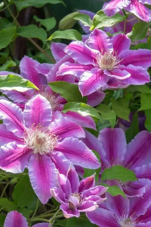 Dr. Ruppel Clematis - 1 Gallon Pot 6 Dr. Ruppel Clematis - 1 Gallon Pot - Image 6