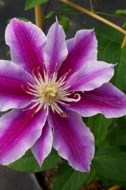 Dr. Ruppel Clematis - 1 Gallon Pot 17 Dr. Ruppel Clematis - 1 Gallon Pot -Garden Plant Store clematis dr ruppel 7