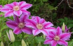 Dr. Ruppel Clematis - 1 Gallon Pot 20 Dr. Ruppel Clematis - 1 Gallon Pot -Garden Plant Store clematis dr ruppel 8