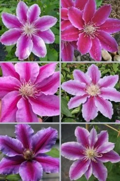 Dr. Ruppel Clematis - 1 Gallon Pot 14 Dr. Ruppel Clematis - 1 Gallon Pot -Garden Plant Store clematis dr ruppel 9