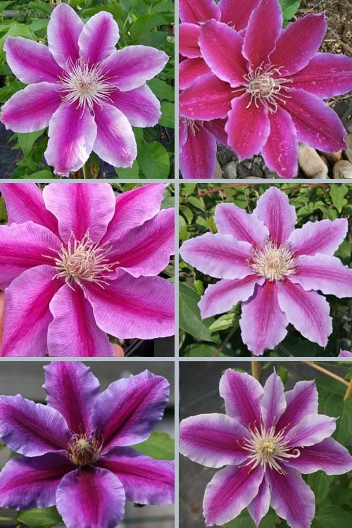 Dr. Ruppel Clematis - 1 Gallon Pot 4 Dr. Ruppel Clematis - 1 Gallon Pot - Image 4
