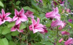 Duchess Of Albany Clematis - 1 Gallon Pot -Garden Plant Store clematis duchess of albany 5