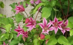 Duchess Of Albany Clematis - 1 Gallon Pot -Garden Plant Store clematis duchess of albany 6