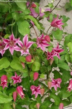 Duchess Of Albany Clematis - 1 Gallon Pot -Garden Plant Store clematis duchess of albany 7