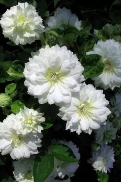 Duchess Of Edinburgh Clematis - 2 Gallon Pot -Garden Plant Store clematis duchess of edinburgh 7 1