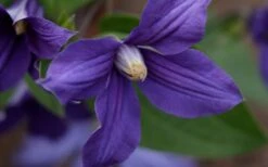 Durandii Clematis - 1 Gallon Pot -Garden Plant Store clematis durandii 12