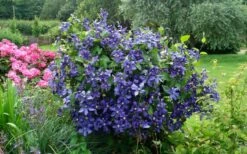 Durandii Clematis - 1 Gallon Pot -Garden Plant Store clematis durandii 3