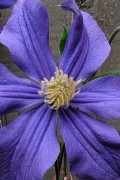 Durandii Clematis - 1 Gallon Pot -Garden Plant Store clematis durandii 4
