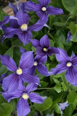 Durandii Clematis - 1 Gallon Pot -Garden Plant Store clematis durandii 5