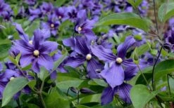 Durandii Clematis - 1 Gallon Pot -Garden Plant Store clematis durandii 6